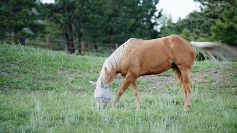 Single-brown-thoroughbred-horse-with-white-mane-grazes-in-grass-field
