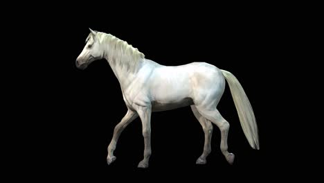 A-white-Arabian-horse-walk-on-black-background,-3D-animation,-animated-animals,-seamless-loop-animation