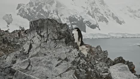 Gimbal-Aufnahme-Eines-Pinguins,-Der-Teil-Einer-Kolonie-An-Einem-Atemberaubenden-Ort-Ist