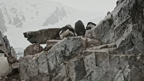 Pingüinos-De-Barbijo-Investigando-Un-Nido-En-La-Cima-De-Una-Colina-En-Una-Ubicación-Impresionante