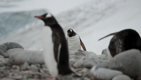 Pinguin-Schaut-Sich-Um,-Möglicherweise-Auf-Der-Suche-Nach-Einem-Partner