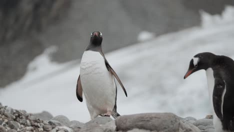 Pingüino-Torpe-Camina-Hacia-La-Colonia-Con-Un-Fondo-Impresionante