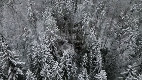 Snowy-Pine-tree-falling-down-due-harvester-machine,-Siberian-Winter-forest,-Aerial-orbiting-shot