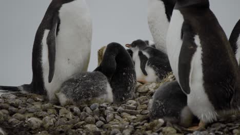 Penguin-mother-is-taking-care-of-her-chicks-at-the-nest,-in-spring-or-summer
