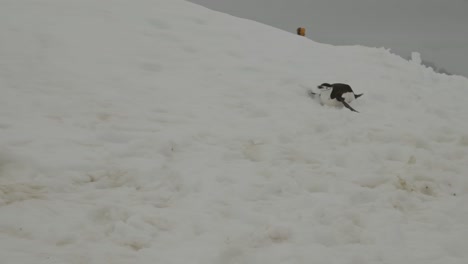 Pinguin-Läuft-über-Schnee-Und-Eis-Den-Hügel-Hinauf