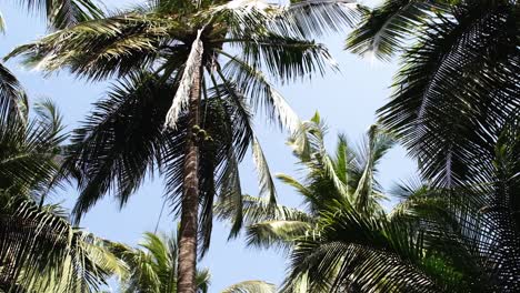 ground-shot-in-which-a-laborer-on-top-of-a-coconut-is-cutting-fresh-coconuts-down-with-the-help-of-a-rope-to-his-friends-who-will-take-the-stripped-coconuts-to-the-market