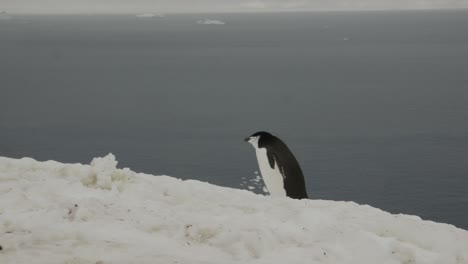 Tracking-gimbal-shot-of-penguin