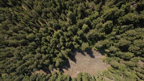 Top-down-drone-footage-of-a-pine-forest-near-Whistler-in-BC,-Canada