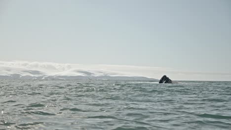 Gruppe-Von-Buckelwalen,-Die-Sich-An-Der-Oberfläche-Im-Netz-Ernähren