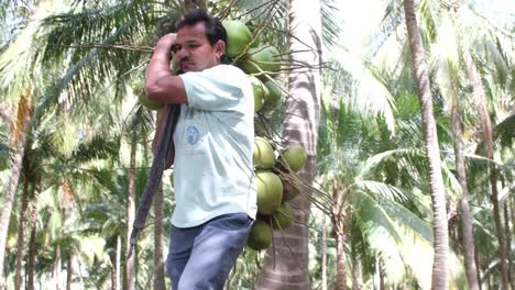 Scene-from-the-ground-in-which-a-laborer-working-in-a-coconut-farm-is-carrying-a-large-number-of-coconuts-on-his-shoulders