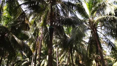 Ein-Arbeiter-Auf-Einer-Kokosnussplantage-Klettert-Mit-Hilfe-Eines-Um-Seine-Taille-Gebundenen-Seils-Auf-Eine-Kokosnusspalme-Und-Klettert-Hinauf,-Um-Die-Kokosnüsse-Zu-Holen