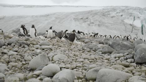 Penguins-in-colony-fighting-for-rocks-and-stones-around-nest