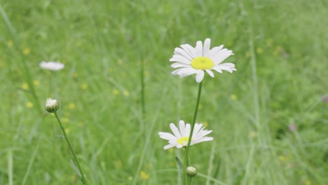 Blooming-daisy-flower-in-forest,-Green-meadow-in-background