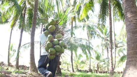 Ein-Arbeiter,-Der-In-Einer-Dichten-Kokosnussplantage-Arbeitet-Und-Frische-Kokosnüsse-Auf-Seinen-Schultern-Trägt,-Um-Sie-Auf-Dem-Markt-Zu-Verkaufen