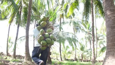 Un-Trabajador-Que-Trabaja-En-Una-Densa-Plantación-De-Cocos-Vestido-Y-Llevando-Cocos-Frescos-Sobre-Sus-Hombros-Para-Venderlos-En-El-Mercado