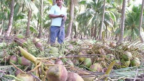 Der-Arbeiter-Trennt-Die-Kokosnüsse-Bester-Qualität-Von-Den-Frischen-Und-Frischen-Kokosnüssen,-Die-Vom-Kokosnussbaum-Abgestreift-Wurden
