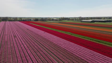 Wunderschöne-Luftaufnahme-Erstaunlicher-Tulpenfelder,-Die-In-Den-Niederlanden-Wachsen