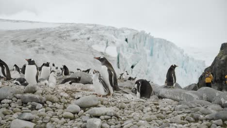 Parent-penguin-feeding-young-chicks-so-they-can-eat-and-grow,-stable-slow-motion-shot