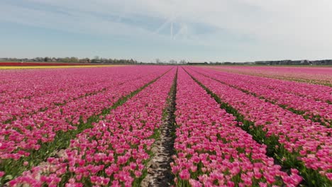 Hermosas-Filas-De-Tulipanes-Rosados-En-Un-Campo,-Drone-Tirando-Hacia-Atrás-Sobre-Las-Largas-Filas