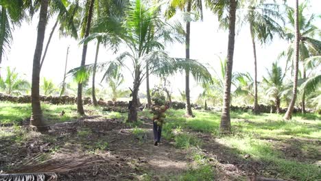 Weitwinkelaufnahme,-In-Der-Ein-Arbeiter-Frische-Kokosnüsse-Von-Kokosnüssen-Auf-Stangen-In-Einer-Kokosnussplantage-Trägt