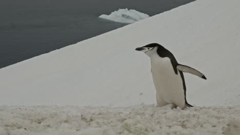 Gimbal-shot-of-penguin-entering-frame,-low-angle-and-slow-motion