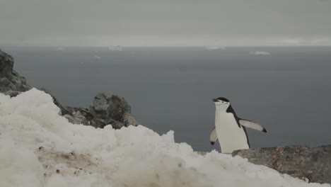 Pinguin-Kämpft-Sich-Durch-Dicken-Und-Hohen-Schnee-Einen-Hügel-Hinauf