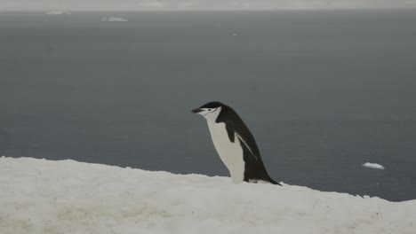 Clumsy-penguin-walking-through-thick-snow,-confused,-icebergs-and-ocean-in-background