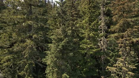 Drone-footage-of-a-pine-forest-near-Whistler-in-BC,-Canada