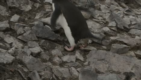 Close-up-slow-motion-clip-of-penguin-feet-on-rocks