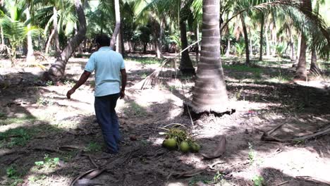 Scene-from-the-front-in-which-coconuts-in-a-coconut-grove-climb-up-onto-a-coconut-tree-and-untie-the-rope-from-one-of-the-ropes-to-bring-down-another-coconut