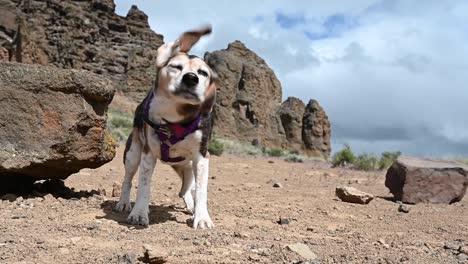 Kopfschütteln-Des-Beagle-Hundes-In-Zeitlupe