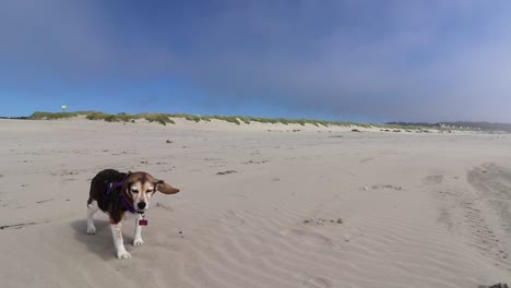 Old-Beagle-Dog-on-windy-beach