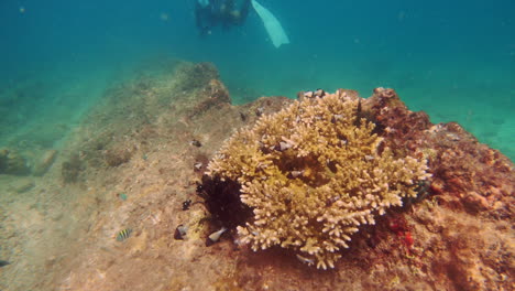 Buzos-Explorando-El-Arrecife-De-Coral-Con-Pequeños-Peces-Nadando-Bajo-El-Mar-Azul-Brillante-En-Las-Islas-Andaman-En-La-India---Bajo-El-Agua