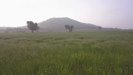 Panoramablick-Auf-Die-üppige-Wiese-Mit-Frischem-Grünem-Gras-In-Rajasthan,-Indien-An-Einem-Nebligen-Morgen---Schwenkaufnahme
