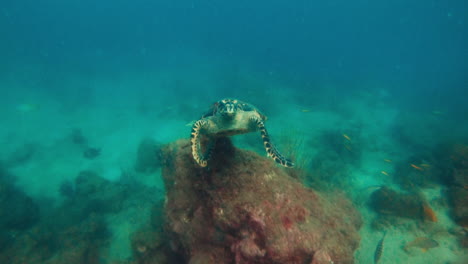 Eine-Wunderschöne-Karettschildkröte,-Die-An-Den-Korallen-Und-Fischen-In-Den-Gewässern-Indiens-Vorbeischwimmt-–-Unter-Wasser