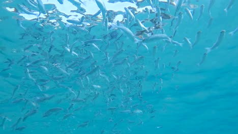 Flock-of-fish-swimming-under-the-surface,-fish-farm