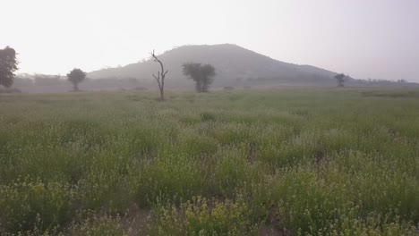 Drone-Flying-Over-The-Lush-Grassy-Meadow-In-Rajasthan,-India-With-Misty-Mountain-In-The-Background---wide-dolly-shot