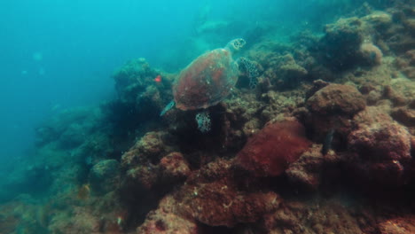 Eine-Karettschildkröte-Schwimmt-Und-Fliegt-Direkt-über-Dem-Korallenboden-Des-Ozeans-–-Unter-Wasser