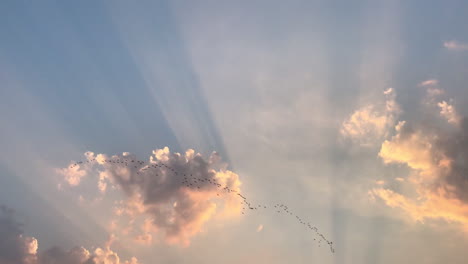 A-flock-of-birds-flying-in-the-sunset-sky---tilt-up