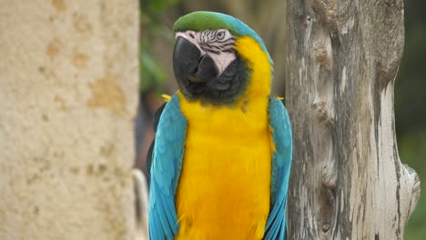 Beautiful-parrot-sits-in-the-wild