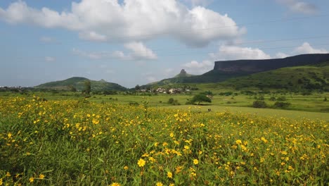 Wunderschöne-Gelbe-Blumen-Auf-Dem-Feld-Im-Sommer-In-Trimbakeshwar,-Nashik,-Indien