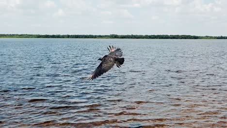 Ein-Schwarzer-Kormoranvogel-Breitet-Seine-Flügel-Aus-Und-Beginnt-über-Das-Meerwasser-Zu-Fliegen