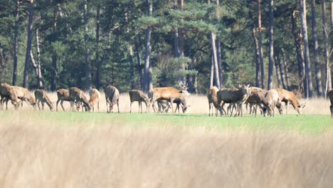 Manada-De-Ciervos-Pastando-En-Un-Campo-De-Hierba-Bajo-El-Sol-En-Veluwe,-Países-Bajos