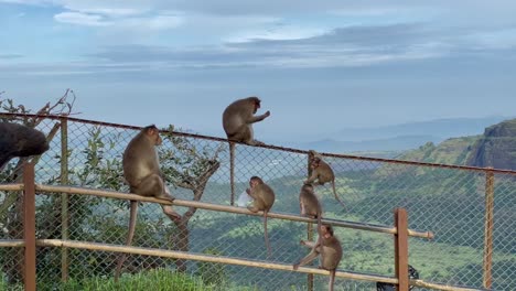 Group-Of-Monkeys-Sitting-And-Playing-At-Wire-Mesh-Fence-At-Tiger-Point-Lonavala-In-Kurvande,-India