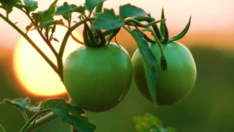 Pequeño-Tomate-Verde-Sin-Madurar-En-Tallos-De-Plantas-En-Macetas-De-Cerca-Con-La-Puesta-De-Sol-En-El-Fondo---Tomates-Maduros-Frescos-En-La-Rama