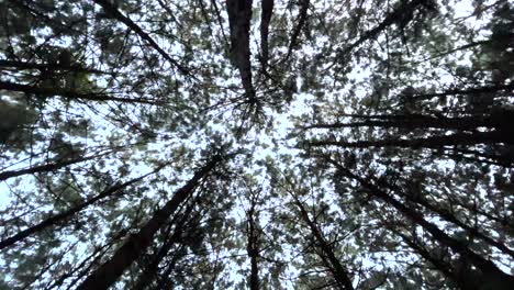 Circling-shot-of-treetops-in-forest.-Upward-view