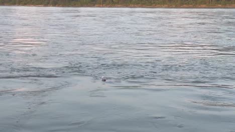 Tracking-shot-of-plastic-bottle-floating-on-Ganges-river,-India