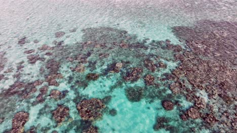 Vielfältiges-Meeresleben-Und-Lebendige-Korallen-Am-Riff-In-Den-Flachen-Gewässern-Einer-Tropischen-Insel-Auf-Den-Philippinen