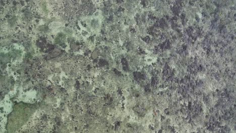 Overhead-View-Of-Ocean-With-Crystal-Clear-Water-And-Rocky-Seabed