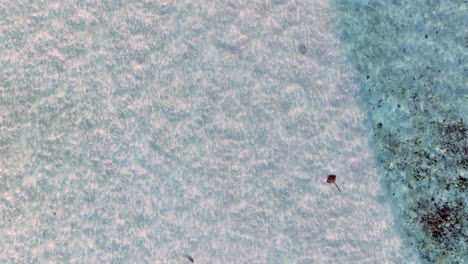 Bird'e-Eye-Top-View-Of-Whale-Shark-And-Manta-Ray-Under-Clear-Sea-Waters-In-The-Philippines